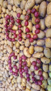 Potatiskonst, kartoffelkunst, potatosart