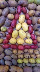 Potatiskonst, kartoffelkunst, potatosart